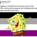 Real Life Sponges ARE Asexual on Random Best Twitter Reactions To Nickelodeon Confirming That SpongeBob Is Part Of LGBTQ+ Community