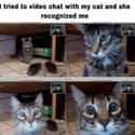 Cat Can Get On Video Call on Random Wholesome Times Animals Acted Like Humans