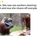 Orangutan Washes Self After Watching Staff on Random Wholesome Times Animals Acted Like Humans
