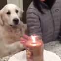 Dog Tries To Protect Owner From Touching Fire on Random Wholesome Times Animals Acted Like Humans