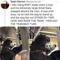 Dog Riding The Train On Two Legs on Random Wholesome Times Animals Acted Like Humans