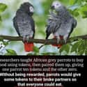 Parrots Shared Their Wealth on Random Wholesome Times Animals Acted Like Humans
