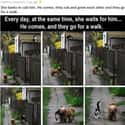 Dog And Cat Being Best Friends on Random Wholesome Times Animals Acted Like Humans