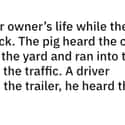 Pig Saved Owner's Life on Random Wholesome Times Animals Acted Like Humans