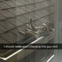 Raccoon Sunbathing On The Roof on Random Wholesome Times Animals Acted Like Humans