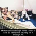 Cat Saves Her Daughters on Random Wholesome Times Animals Acted Like Humans