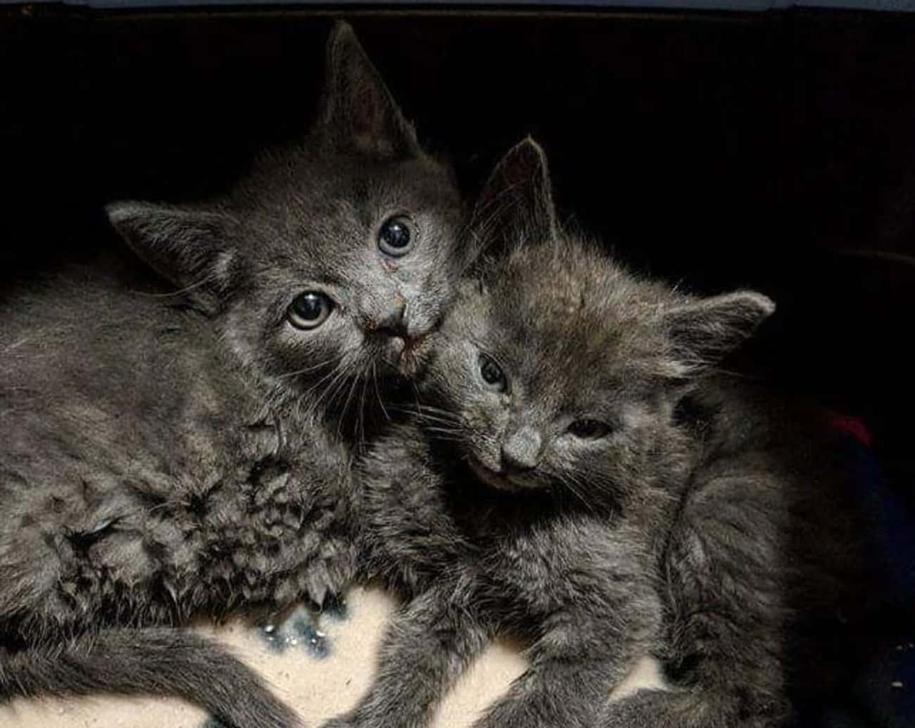 Wolfie And His Siblings Were Found In An Alley On L.A.'s Skid Row