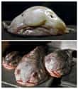The Sad Truth About Blobfish on Random Creepy And Disturbing Facts That Made Us Say, 'Nope'