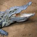 Crocodiles Are Faster Than You Think on Random Creepy And Disturbing Facts That Made Us Say, 'Nope'