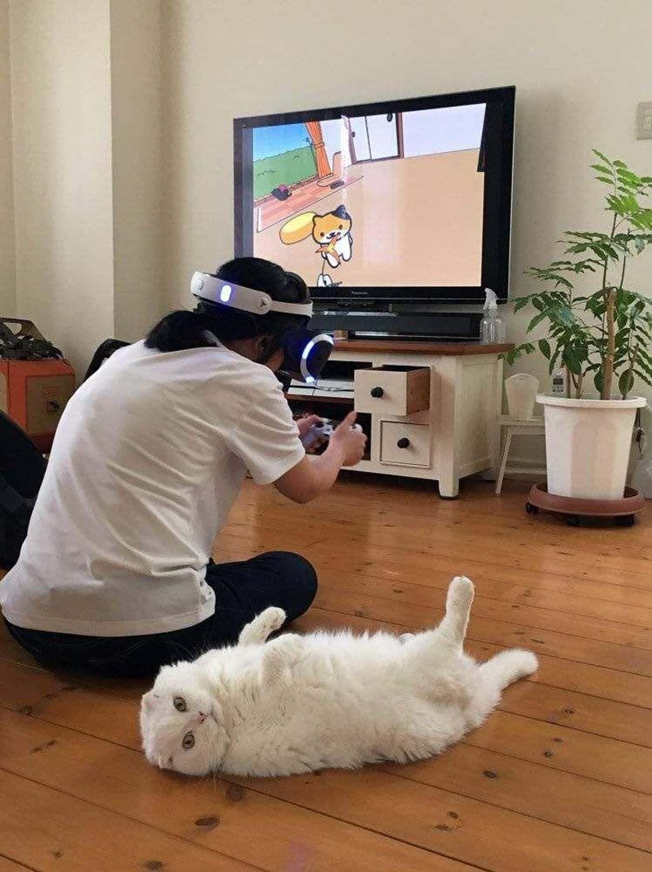 Включи виртуальная есть. Виртуальное домашнее животное. Виртуальная реальность юмор. VR приколы. Котик в вертуальнойреальности.