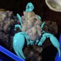 A Scorpion Under Blacklight With Babies On Its Back on Random Photos That Made Us Say, 'Damn Nature, You Scary'