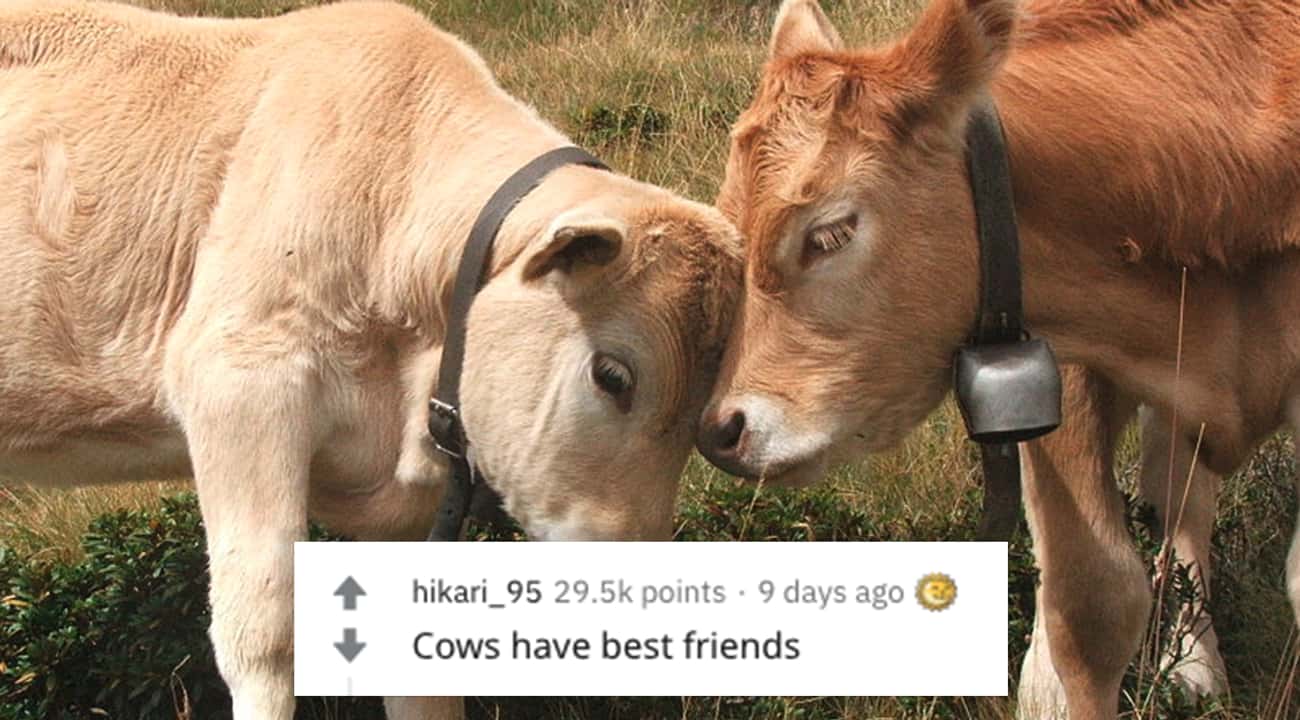 Friendly Cows