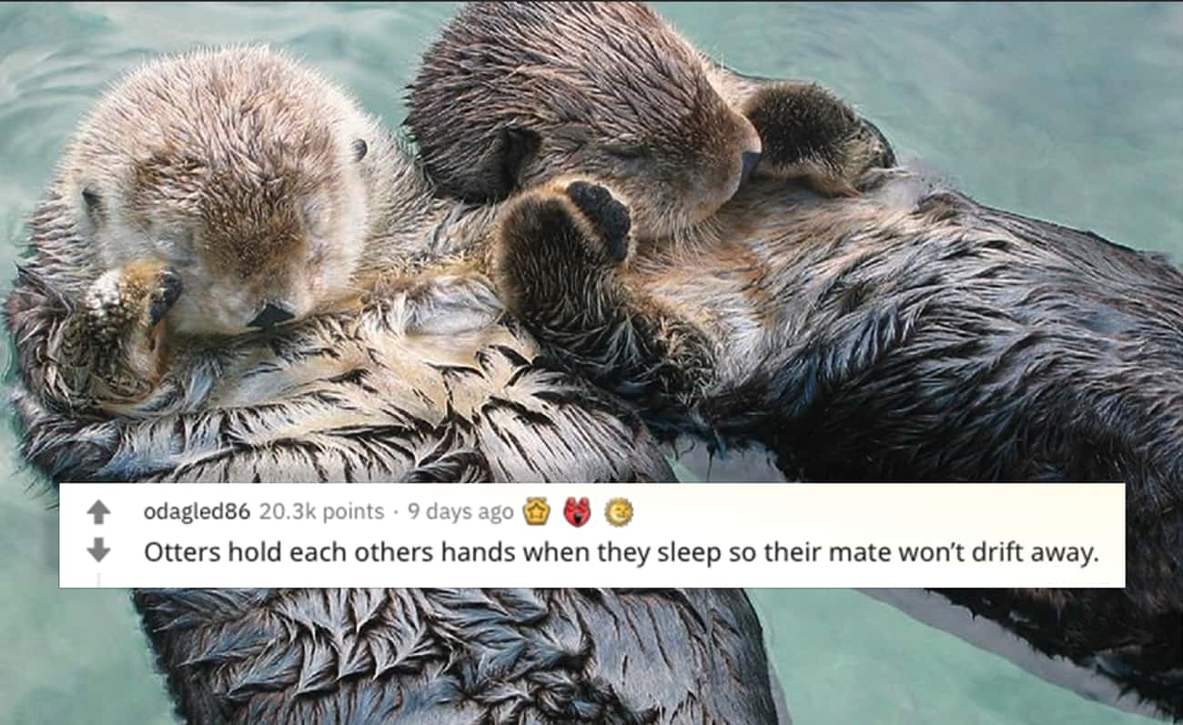 When Otters Sleep