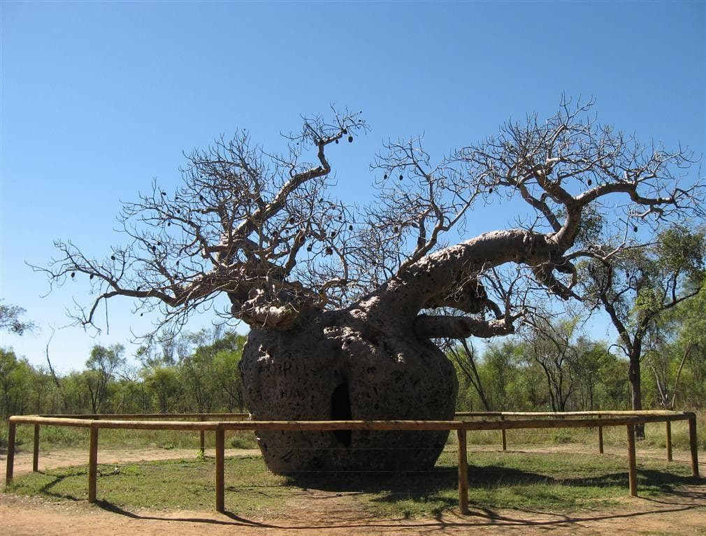 15 Weird Trees From Around The World