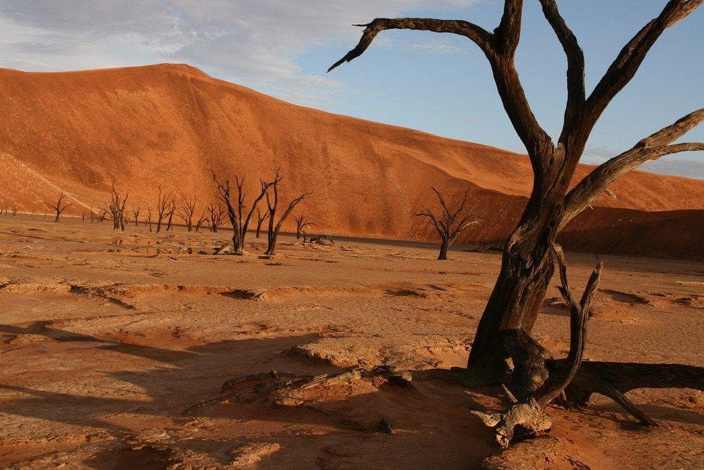 15 Unique And Weird Trees