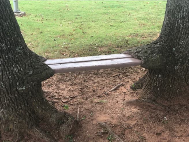 40 Weird Pictures Of Trees Eating Things People Left Behind