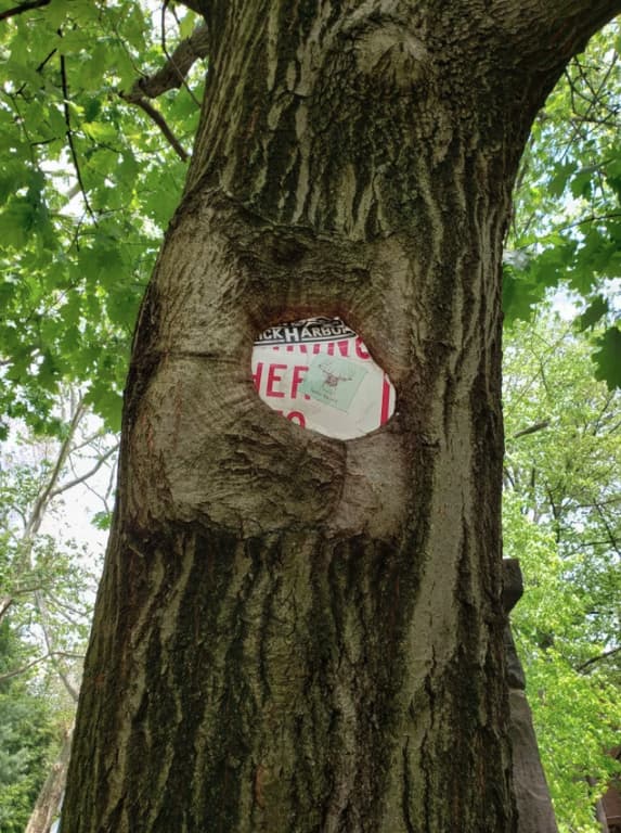 40 Weird Pictures Of Trees Eating Things People Left Behind