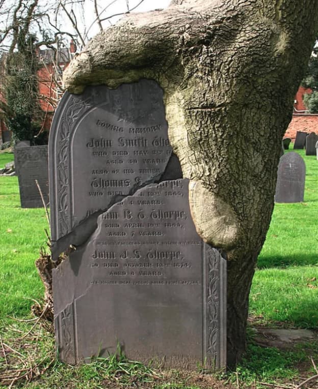 Могила возле дерева. Туя на могиле. Деревья растущие на кладбище. Могила возле дерева. Могила возле дерева.