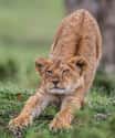 Full-Body Stretches Keep Them Limber on Random Cutest Pictures of Big Cats Acting Like House Cats