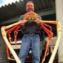 Japanese Spider Crab on Random Photos That Made Us Say, 'Damn Nature, You Scary'