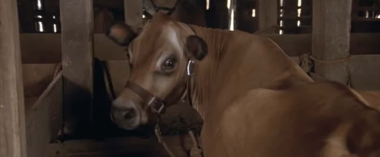 A Cow Actually Gave Birth During The Filming Of One Scene