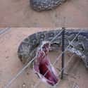 A Python Biting An Electric Fence on Random Photos That Made Us Say, 'Damn Nature, You Scary'
