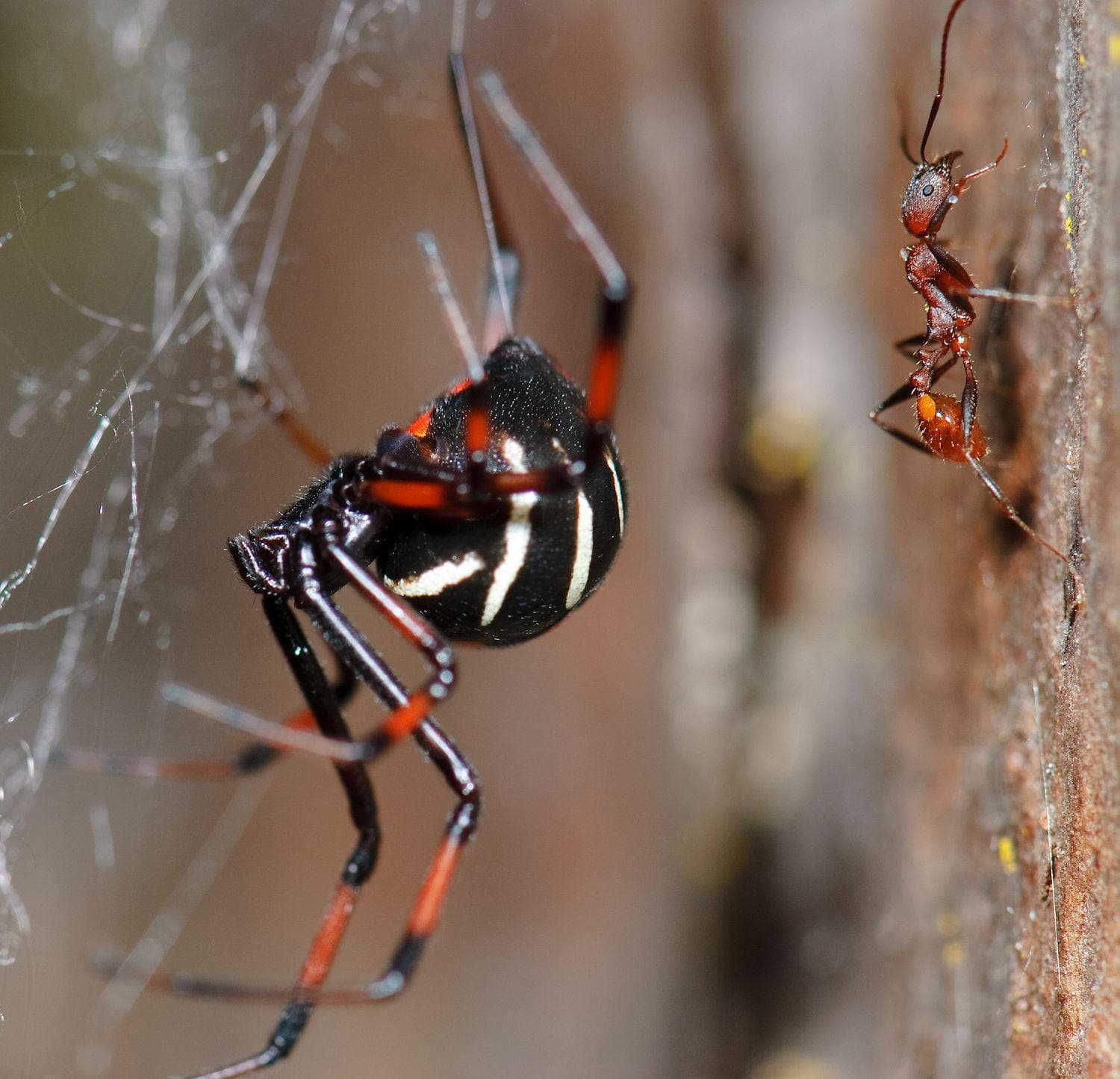Random Most Terrifying Widow Spiders