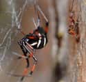 Northern Black Widow on Random Most Terrifying Widow Spiders