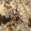 Mediterranean Black Widow on Random Most Terrifying Widow Spiders