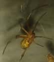 Brown Widow on Random Most Terrifying Widow Spiders