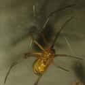 Brown Widow on Random Most Terrifying Widow Spiders