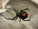 Southern Black Widow on Random Most Terrifying Widow Spiders