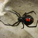 Southern Black Widow on Random Most Terrifying Widow Spiders