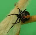Katipō on Random Most Terrifying Widow Spiders