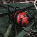 Latrodectus Elegans on Random Most Terrifying Widow Spiders