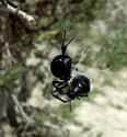 Latrodectus Lilianae on Random Most Terrifying Widow Spiders