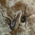 Redback Spider on Random Most Terrifying Widow Spiders