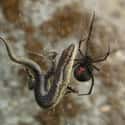 Redback Spider on Random Most Terrifying Widow Spiders