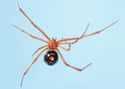 Red Widow on Random Most Terrifying Widow Spiders