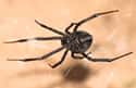 Black Button Spider on Random Most Terrifying Widow Spiders
