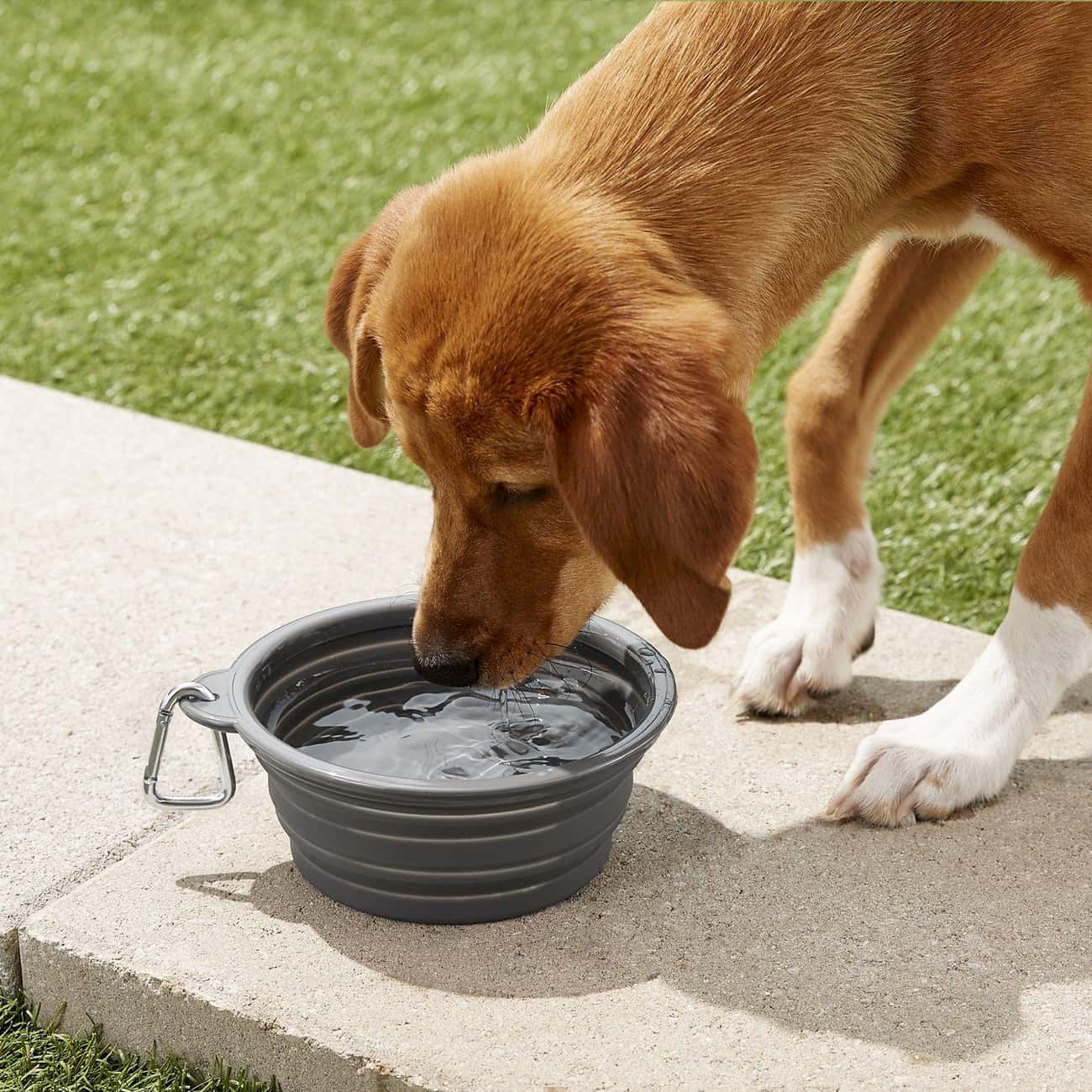 Collapsible Water Bowl 