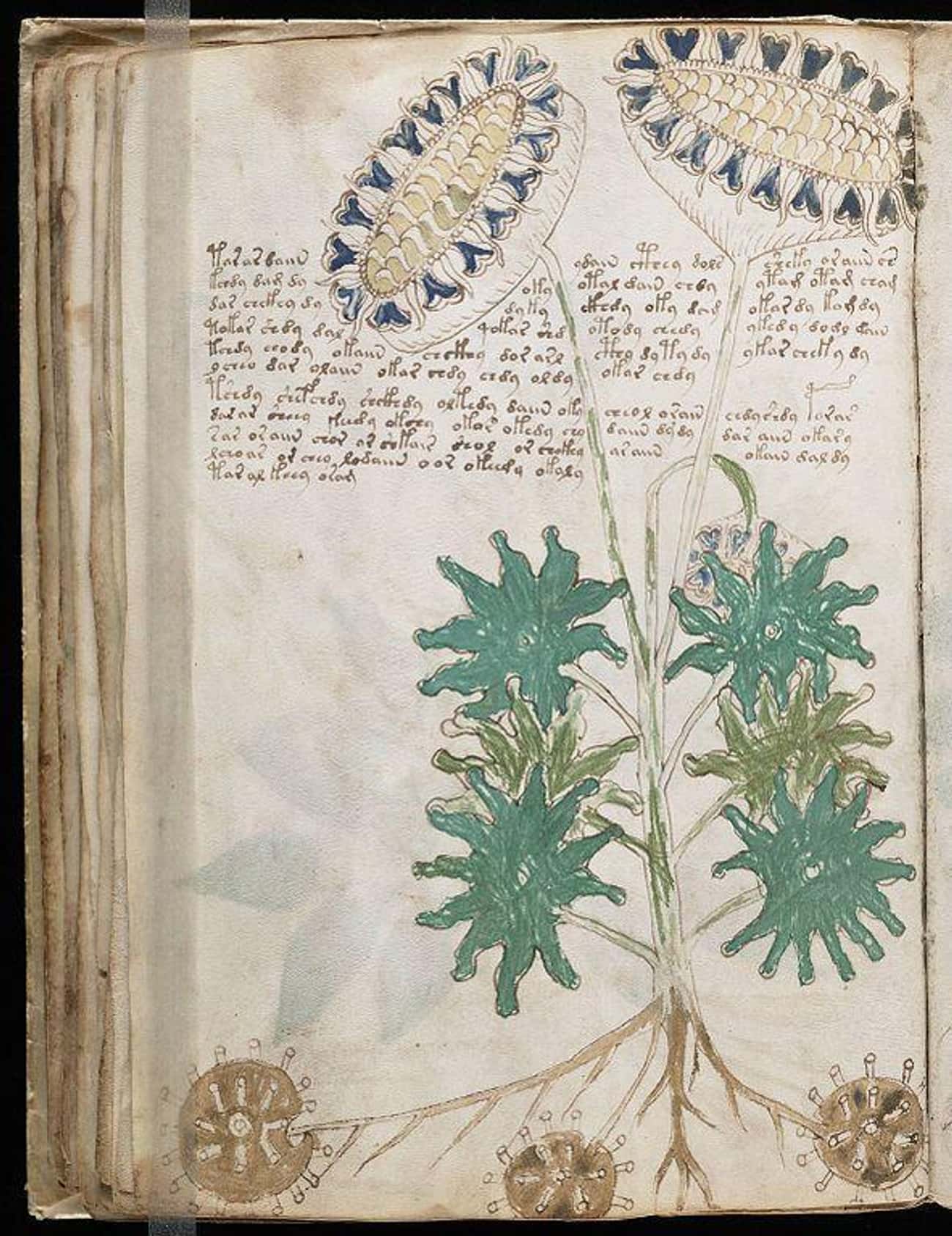 The Voynich Manuscript (c. 15th Century AD)