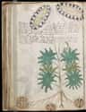The Voynich Manuscript (c. 15th Century AD) on Random Artifacts From Ancient World That Made Us Say 'Whoa'