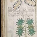 The Voynich Manuscript (c. 15th Century AD) on Random Artifacts From Ancient World That Made Us Say 'Whoa'