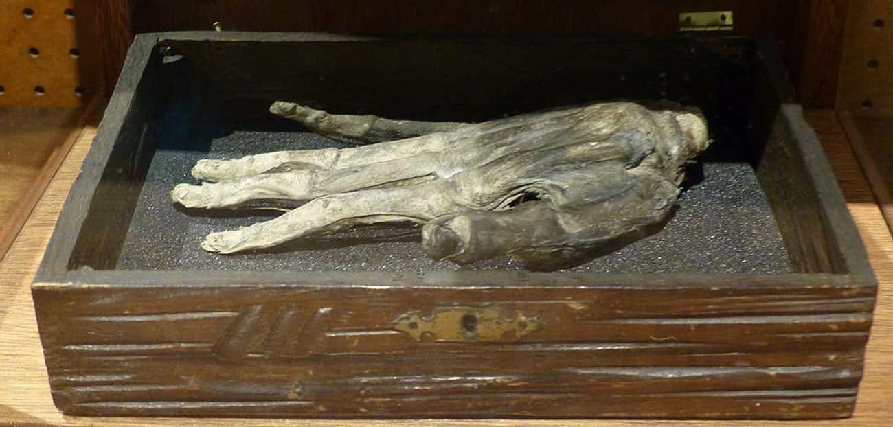 The Whitby Museum's Hand Of Glory (c. 18th Century AD)
