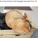 The Squasher on Random Photos that Prove Dogs And Cats Were Absolute Worst Roommates