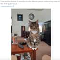 The Attention Seeker on Random Photos that Prove Dogs And Cats Were Absolute Worst Roommates