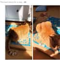 The Puzzler on Random Photos that Prove Dogs And Cats Were Absolute Worst Roommates