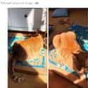 The Puzzler on Random Photos that Prove Dogs And Cats Were Absolute Worst Roommates