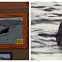 The Pic Of ‘General Sherman’ The Catfish Resembles A Famous Loch Ness Monster ‘Photo’ on Random Famous Historical Photos Recreated By 'The Simpsons'